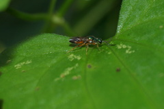 Cleptinae