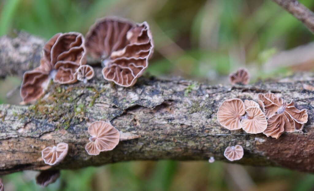 Gymnopus subsupinus