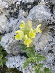 Scutellaria orientalis, photograph (c) Илья Руденко, some rights reserved (CC BY)