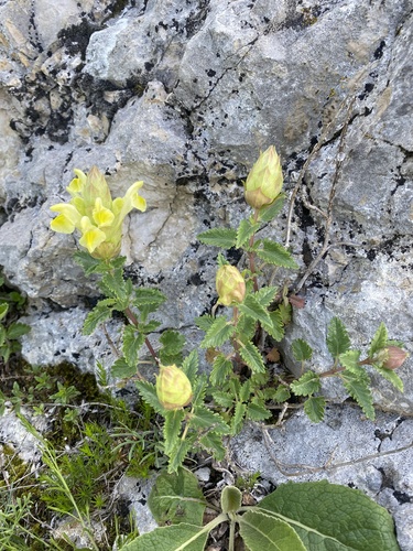 Scutellaria orientalis, photograph 6