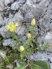 Scutellaria orientalis, photograph (c) Илья Руденко, some rights reserved (CC BY)
