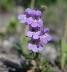 Penstemon gormanii