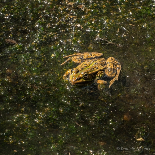 Komplex Kleiner Wasserfrosch