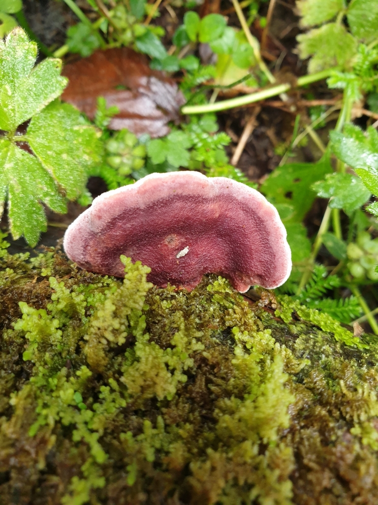 Phlebia scarlatina · May 2025 · photo: © samlasham (iNaturalist, cc0)