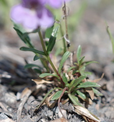 Penstemon gormanii