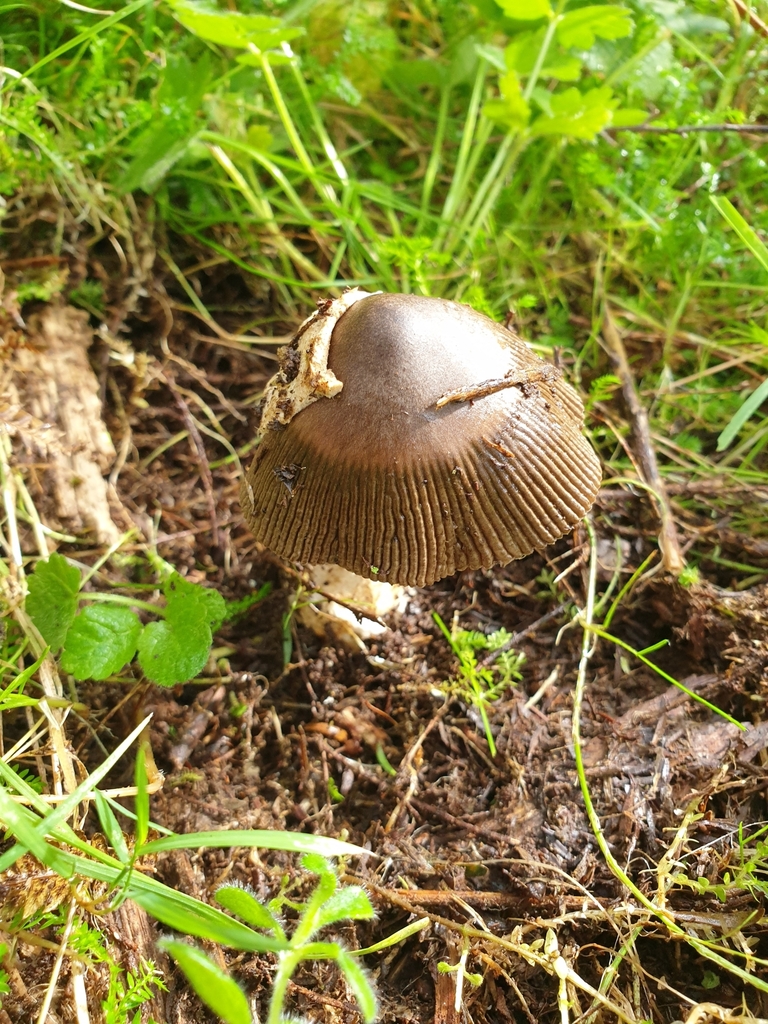 Amanita pekeoides · May 2025 · photo: © samlasham (iNaturalist, cc0)