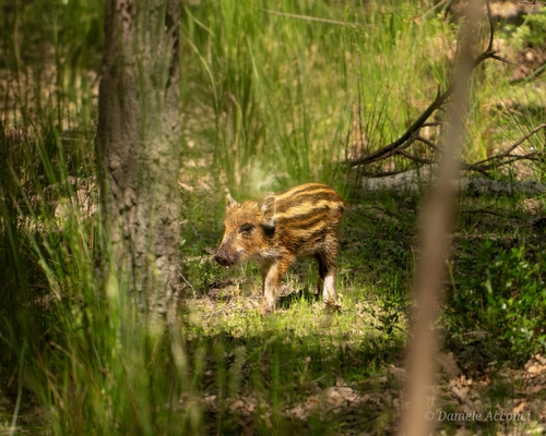 Sanglier