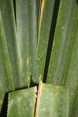 Phelsuma lineata