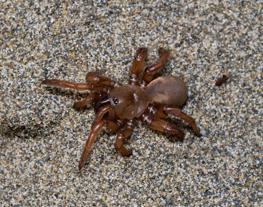 Miwok Trapdoor Spider