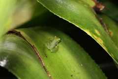 Guibemantis