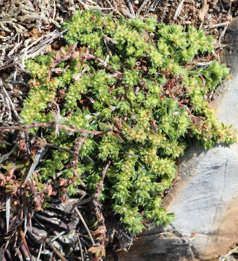 Paronychia mexicana