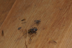 Cyclocephala mafaffa