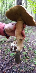 Boletus betulicola