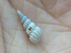 Epitonium indianorum