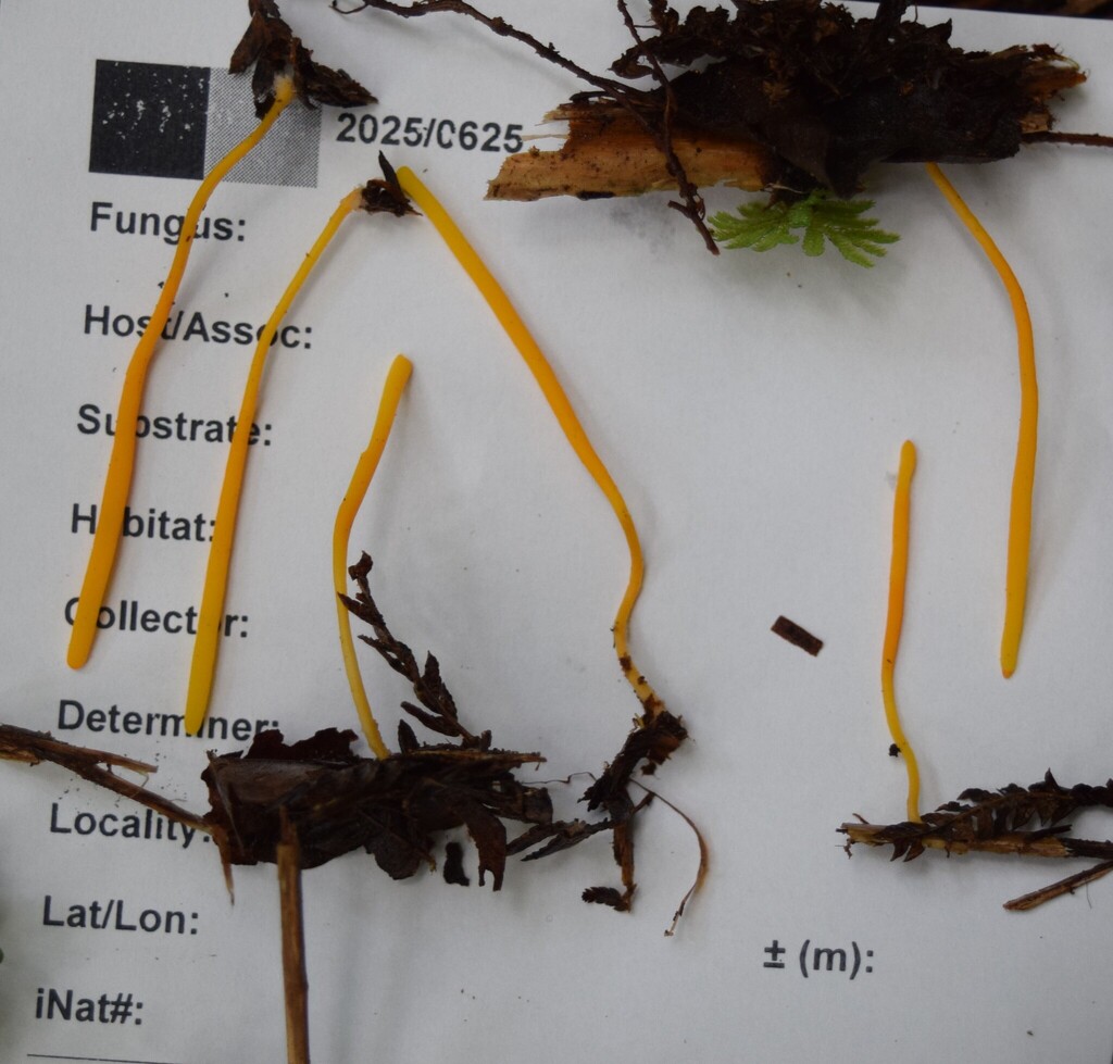 Clavulinopsis depokensis · May 2025 · photo: © davidwhyte (iNaturalist, cc-by-sa)