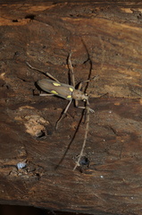 Eburia maccartyi