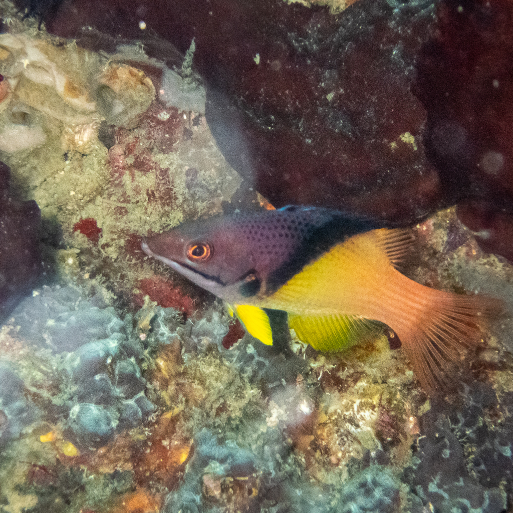 Black-belt Hogfish