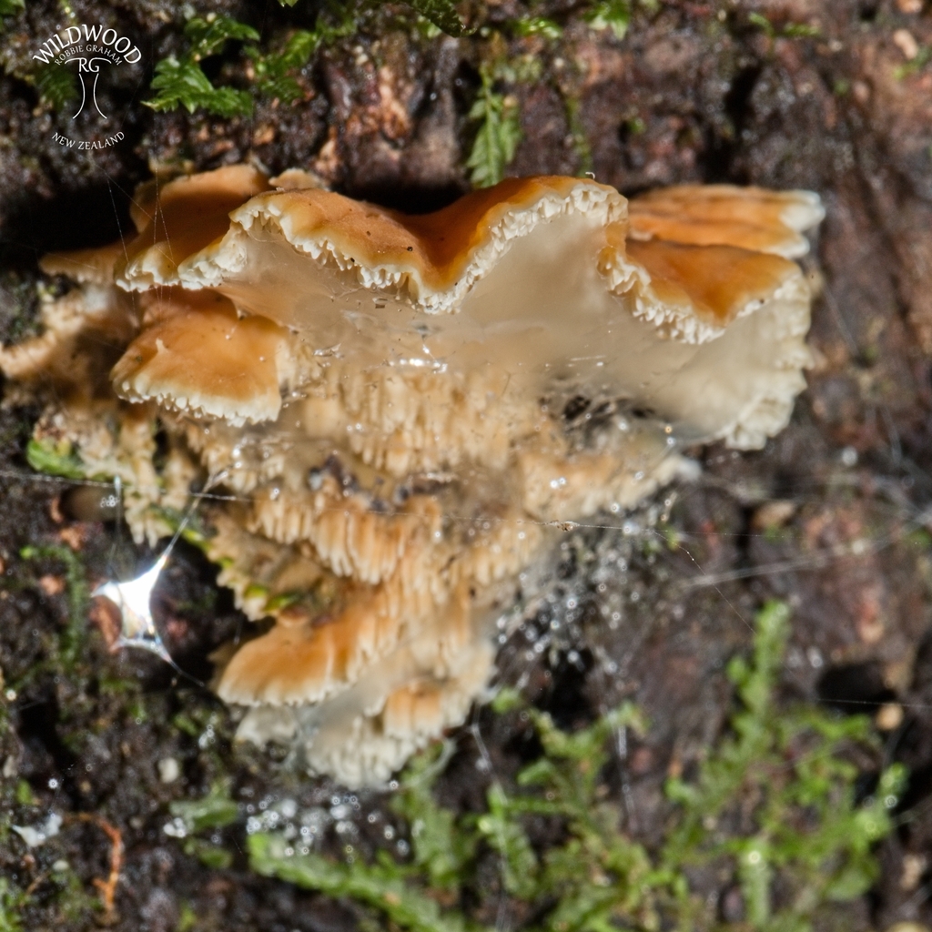 Cerrena zonata · May 2025 · photo: © robbiebgraham (iNaturalist, cc0)