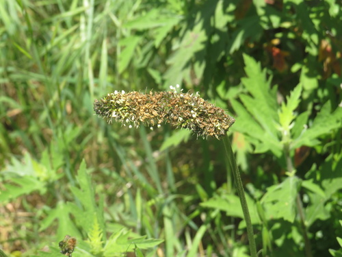 iNaturalist observation photo of Dicots