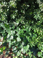 Magnoliopsida
