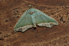 Oligopleura malachitaria