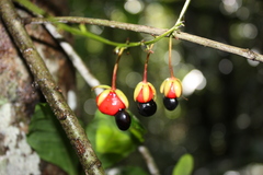 Ochnaceae