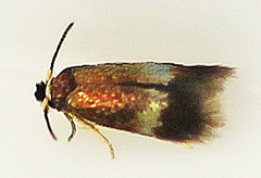 Stigmella multispicata