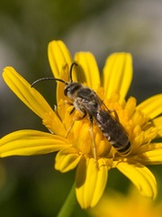 Halictus fulvipes