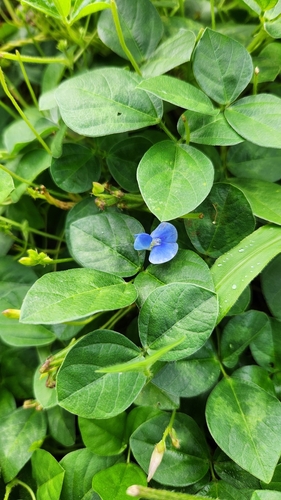 creeping vigna (Vigna parkeri)