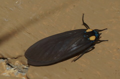 Opharus bimaculata