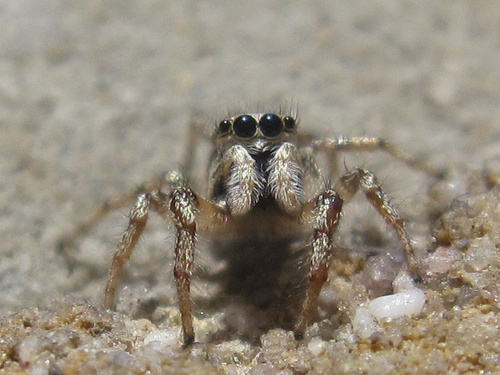 Zebra Jumping Spider, Herewegwijk en Helpman, Groningen, Netherlands, photo 6 of 10