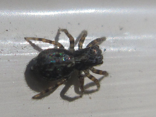 House Jumping Spider, Herewegwijk en Helpman, Groningen, Netherlands, photo 7 of 10