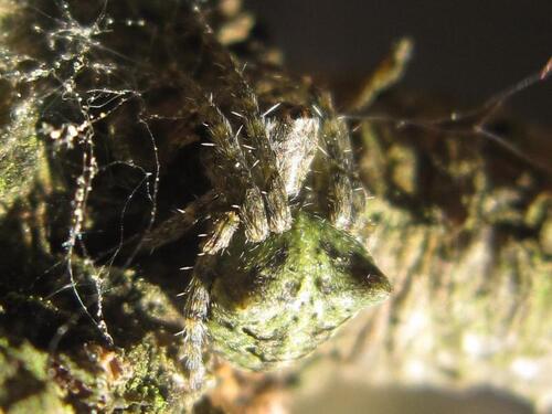 Humped orbweb spider, Bronneger, Netherlands, photo 9 of 10