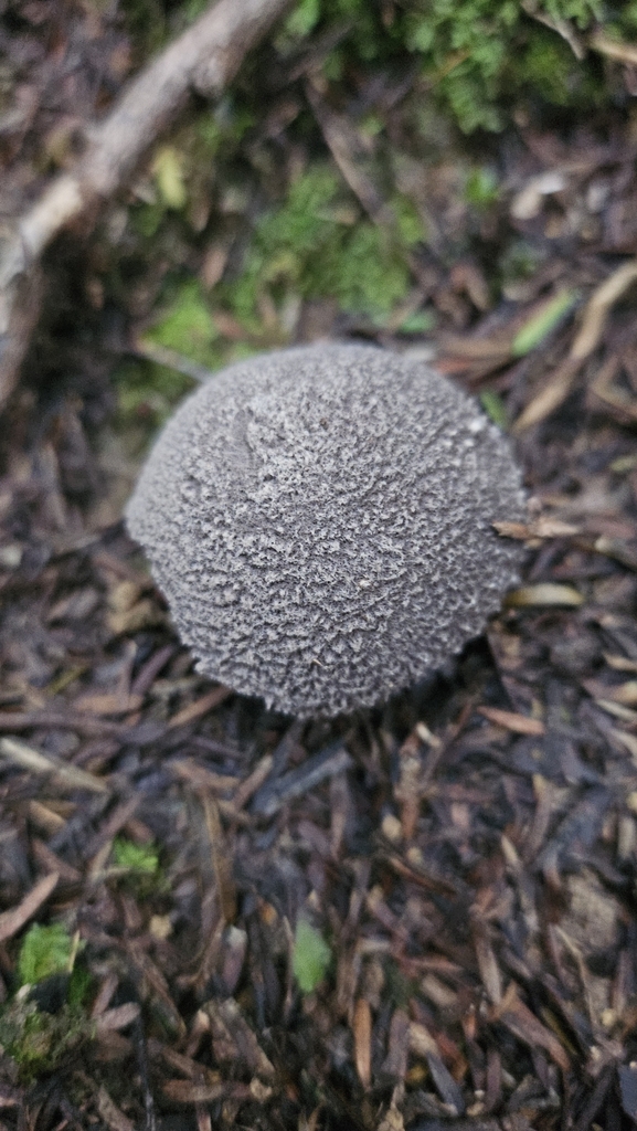 Amanita nehuta · May 2025 · photo: © charliethomas (iNaturalist, cc0)