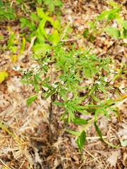 Eupatorium hyssopifolium