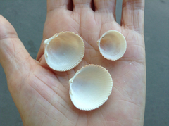 Dallocardia quadragenaria