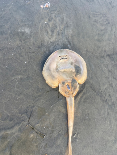 Thornback Guitarfish, Bolsa Chica Ecological Reserve, Huntington Beach, CA, US, photo 9 of 10