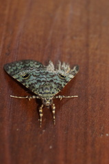 Glenopteris oculifera