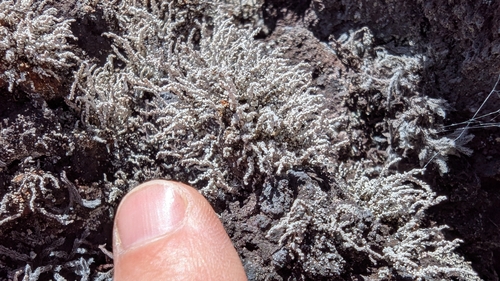 Stereocaulon vulcani observed 2025-05-12