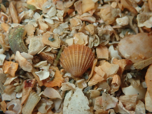 Pleuromeris zelandica, 2025-05-13
