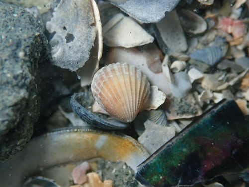 Pleuromeris zelandica, 2025-05-13
