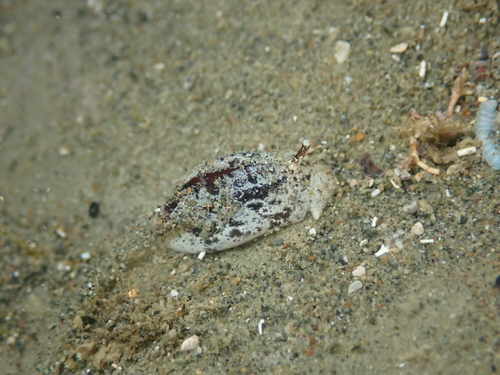 Amalda novaezelandiae observed 2025-05-13