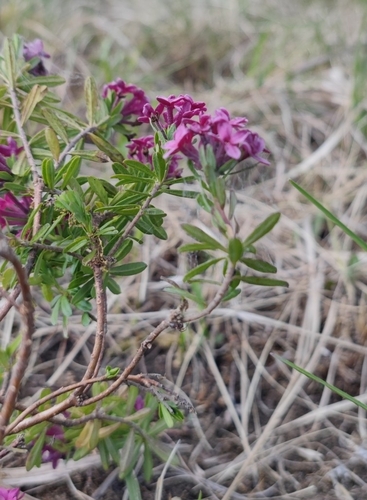 Image of Daphne cneorum by (c) Andreas Schneider, some rights reserved (CC BY)