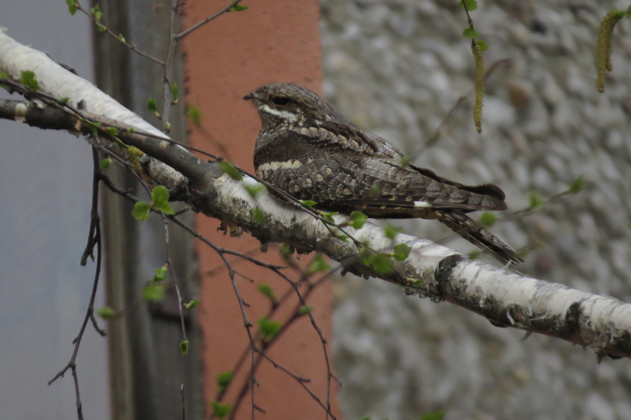 Eurasian Nightjar (Caprimulgus europaeus)