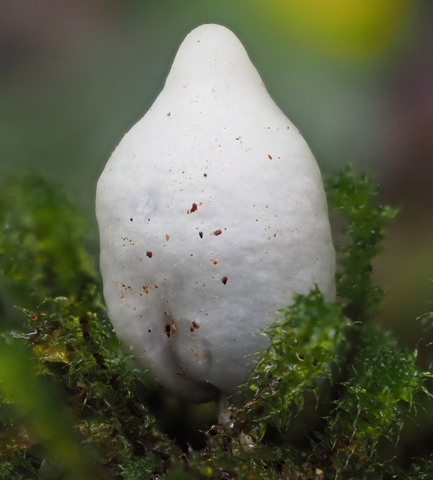 Psilocybe weraroa · May 2025 · photo: © petaimmaca68 (iNaturalist, cc0)