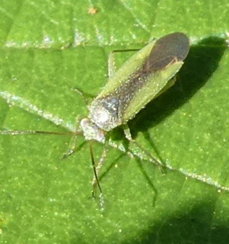 Platycranus bicolor