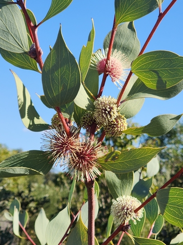 sea urchin hakea (Hakea petiolaris)