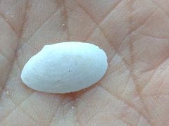 Tellinidae