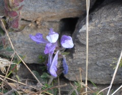 Scutellaria alpina