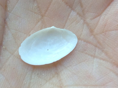 Tellinidae